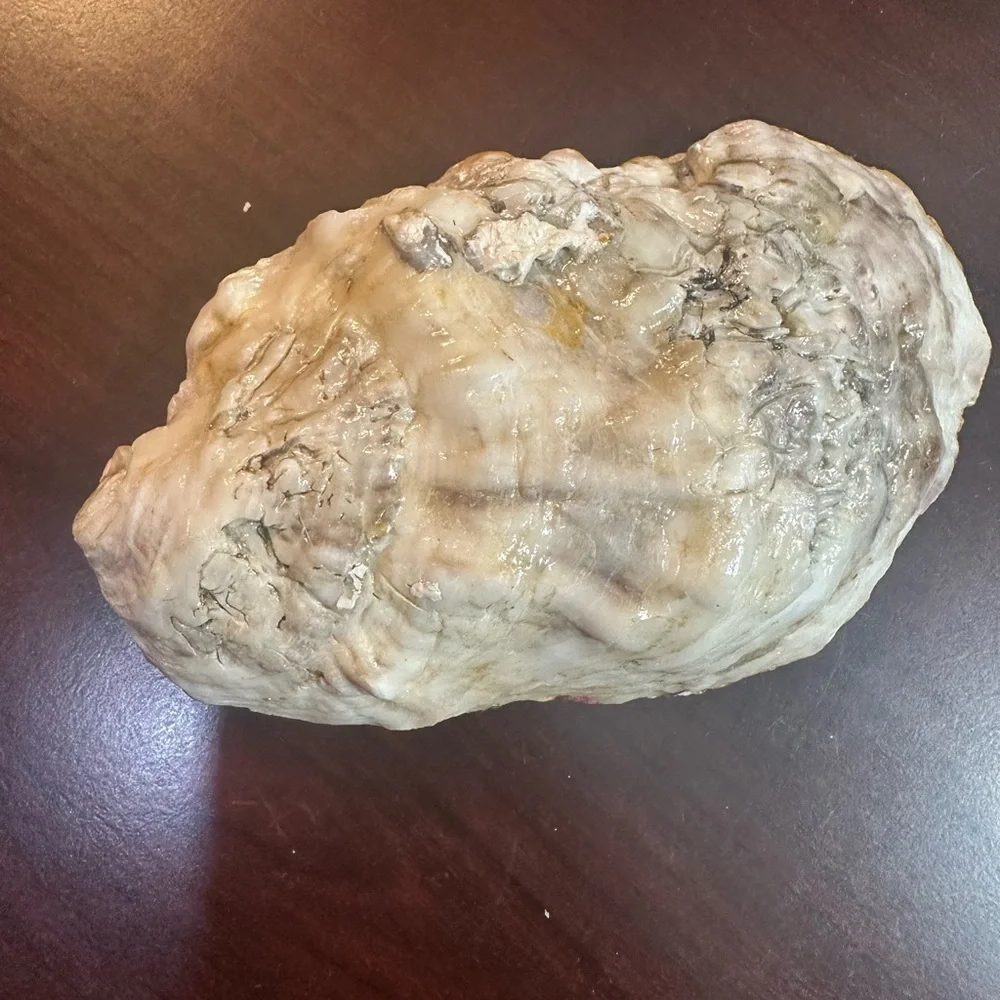 Victorian Oyster Shell Ring Trinket Holder Handmade
